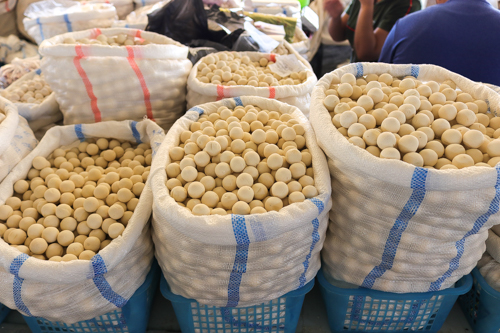 Dried cheese in a market of Uzbekistan