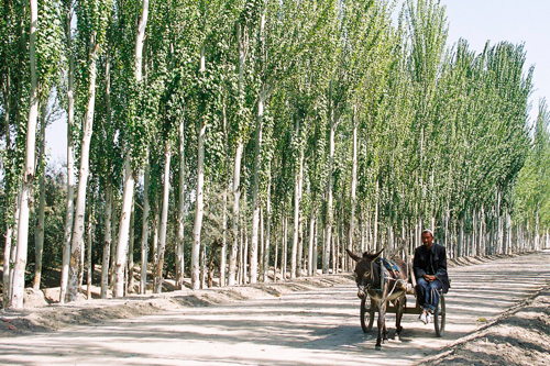 Road lined with poplar trees in Xinjiang Uyghur Autonomous Region