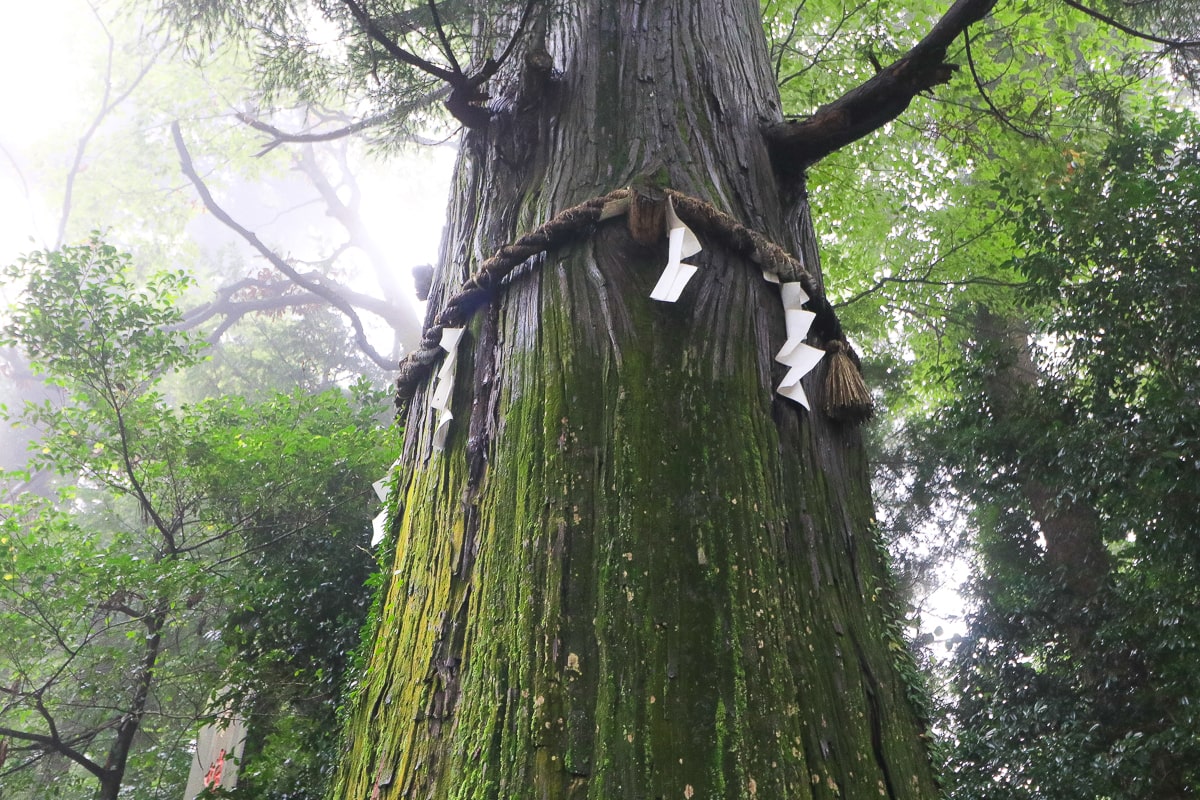 Japan Mount Takao Ceder