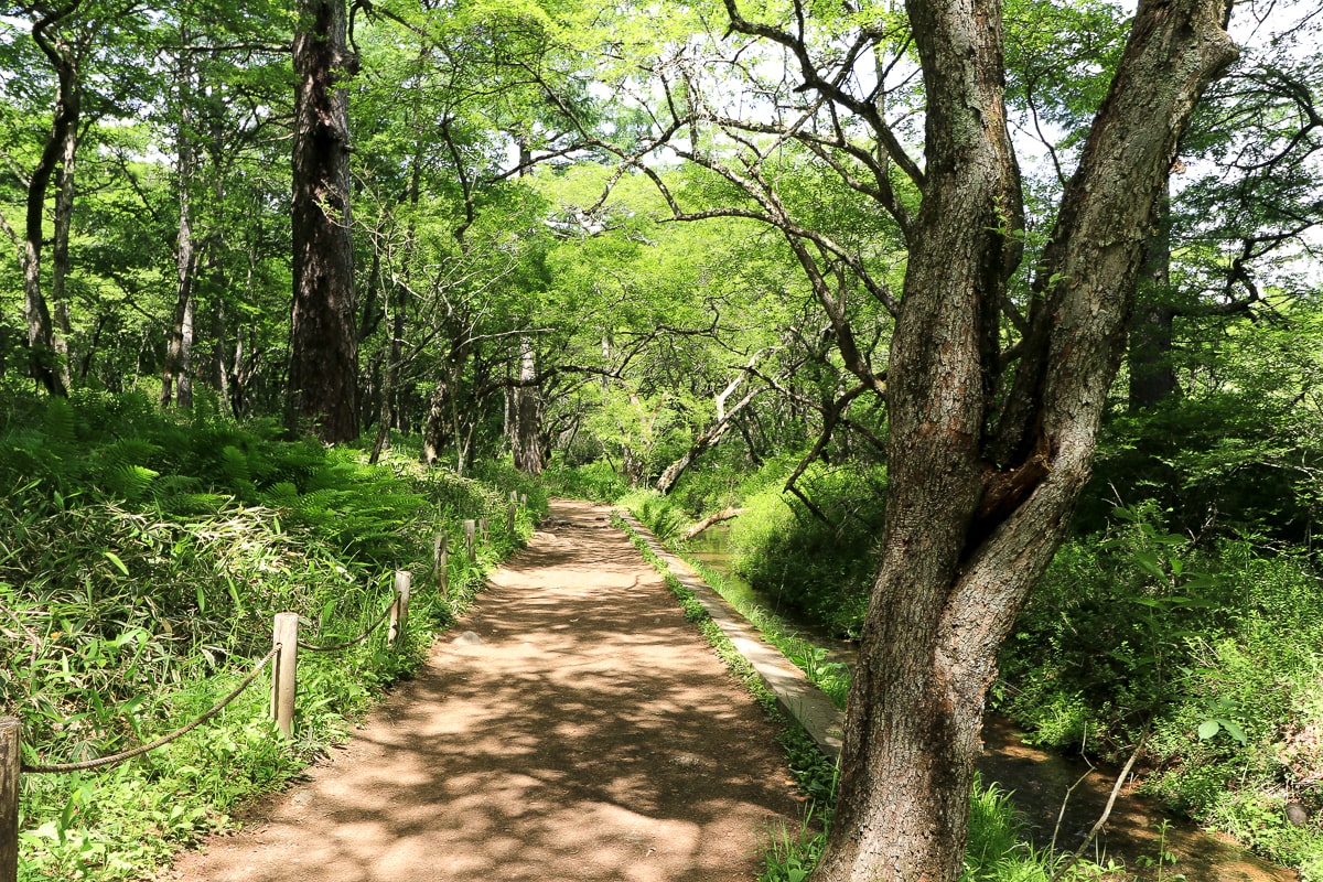 Japan_Tochigi_Senjogahara_Trekking_Trail