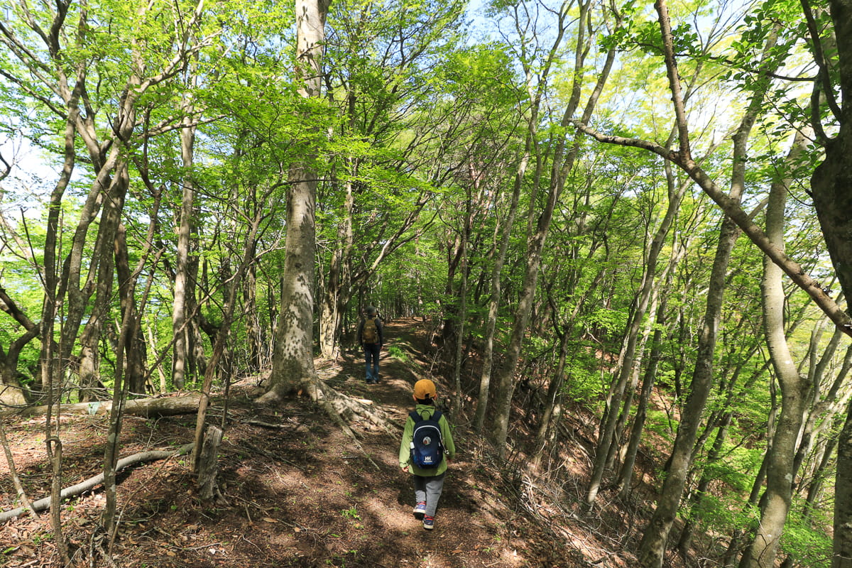 矢倉岳の足柄峠付近